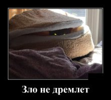 Образ кошки в демотиваторах