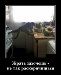 Образ кошки в демотиваторах