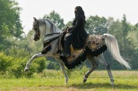 Для сравнения посмотрите на чистокровных арабских скакунов




Рост этих лошадей в холке в среднем около 150 см, при этом масса около 400 кг.
Вы хотите сказать, что видели волка такого размера?