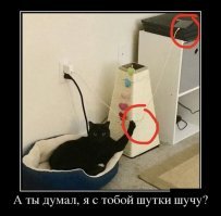 Образ кошки в демотиваторах