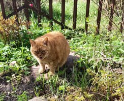 Осторожно, по улицам наших городов разгуливают слишком милые коты!