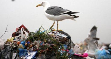 Обратились в прокуратуру... В которую?