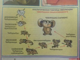 Эволюционировал Чебурашка.