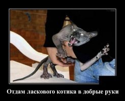 Прикольные и смешные картинки