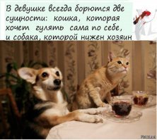 Образ кошки в демотиваторах