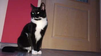 У меня дома есть более ранняя версия Эркюль Пуаро, с более тонкими усами, как у David Suchet.