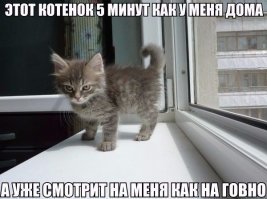 19 доказательств того, что кошки - главные хозяева в доме