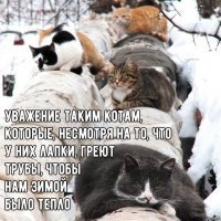 19 доказательств того, что кошки - главные хозяева в доме