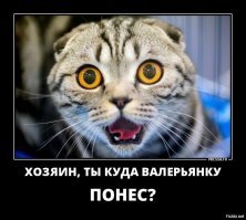 19 доказательств того, что кошки - главные хозяева в доме
