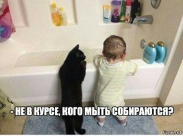 19 доказательств того, что кошки - главные хозяева в доме