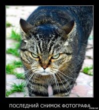 19 доказательств того, что кошки - главные хозяева в доме