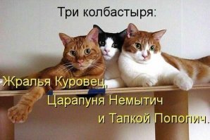 19 доказательств того, что кошки - главные хозяева в доме