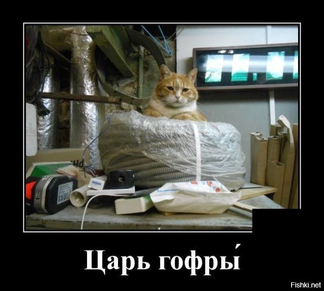 Добрый, хороший котопост.
Нельзя не плюсануть.

.