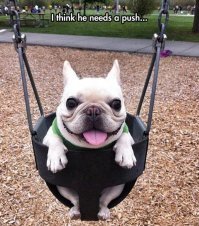 Собаки на качелях