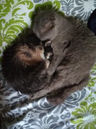 Серый тщательно вылизывает свою подругу - утренний моцион на сон грядущий после ночного забега