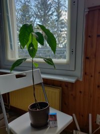 Я ем свежий авокадо с креветками,красной рыбой,огурцы+помидоры+паприка..., если нет авокадо то прям нет смысла есть всё это. Насчёт проростании семечки на зубочистках-бред. У меня дома уже 3 деревца растёт, поначалу тоже мучался с зубочистками, насмотревшись экспертов на ютубе, на самом деле всё проще. Авокадину в тарелку, а семечку в  горшок, небольшой  литра на 2, и смотреть чтоб земля не высыхала, через 3 месяца вас порадует росток)). Дело в том что авокадо не растёт сразу после посадки, семечки надо отлежаться в земле около 3-ёх месяцев и она взойдёт. Я сажаю в начале февраля, вот и в этом году посадил для знакомой, а то она мучается уже не один год