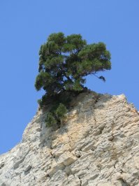 Вот тоже деревце выбрало странное пристанище )))