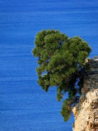 Вот тоже деревце выбрало странное пристанище )))