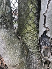 Я,когда елки сажал,обмотал так рабицей.Лет 20 назад.Кто будет спиливать-изматерится.)))