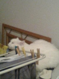 Котам везде удобно))