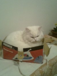 Котам везде удобно))