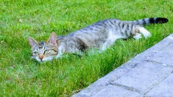 Фото котиков, которые любят тепло