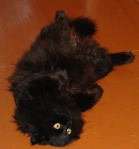 А потом выйдет и замурчит)))