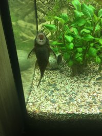 Было так банка 80   первый старт 2 рыбки ( название не помню так и остались в памяти как бело черные :)) плавали месяца 2 роста не было но с утра в 1 момент сын пришел и говорит пап там 2 малька , так вот я пересадил этих рыбок в банку на 300 они вымахали больше родителей .