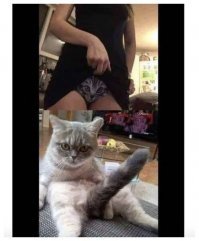 Это – кот, ему так удобно: котейки, заснувшие в самых странных позах