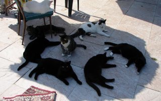 Фото котиков, которые любят тепло