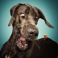  Хозяин, ты это видел?