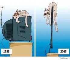 Это – кот, ему так удобно: котейки, заснувшие в самых странных позах