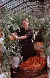 Интересно, какова история фото... Где сделано, когда? 
Любопытно было бы узнать предысторию и назначение китайских иероглифов на ящиках... Кто-нить в курсе?