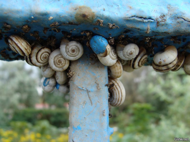 МНОГО не менее красивых улиток. И одна просто улитка. Маленькая.