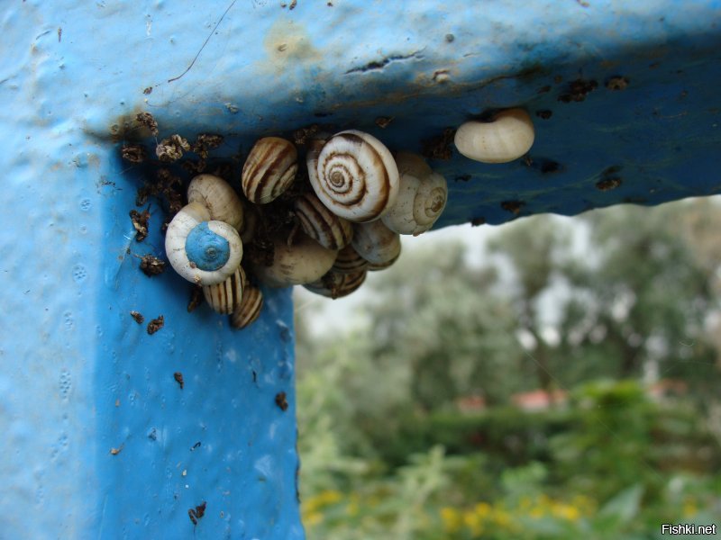 МНОГО не менее красивых улиток. И одна просто улитка. Маленькая.