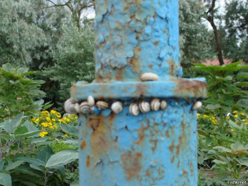 МНОГО не менее красивых улиток. И одна просто улитка. Маленькая.