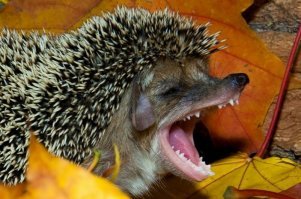 А куснуть есть чем.