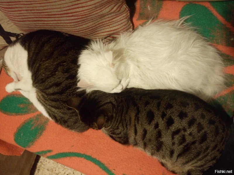 Это – кот, ему так удобно: котейки, заснувшие в самых странных позах