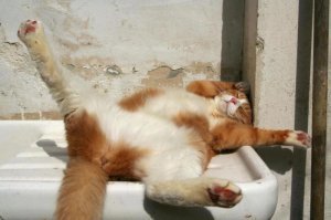 Фото котиков, которые любят тепло