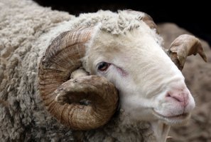 Скриншоты из социальных сетей