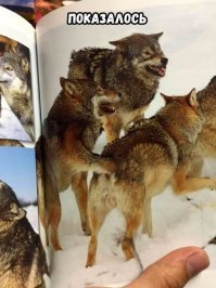 20 фотографических иллюзий, которые сломают ваш мозг