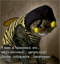 Кис-кис