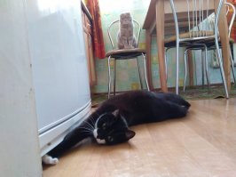 Моя "деревенская котяпа" никогда не спит как убитая. Всегда на стороже. Хотя живет в квартире с возраста когда в ладонь помещалась. 
"Всегда на стрёме" хотя её никогда не обижали. Трогать "котяпу" позволено только мне и брательнику. Остальные люто огребают при попытке погладить, но сама никогда не нападает и старается свалить подальше от назойливых людишек. А вот "вислоухий валенок" может
