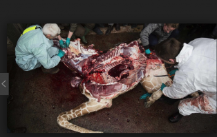 О , "Пили бы баварское" трансформировалось.... Жорик выбирает мировой зоопарк, где чистят в клетках и дают жрачку по расписанию.....
Только Жорик  забыл , что там  с жирафом Мариусом случилось, когда у хозяина зоопарка поменялись на него планы........