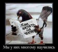 Прикольные и смешные картинки