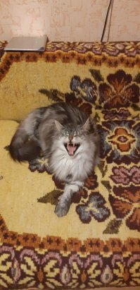 Мэйкуны - смешные маленькие тигры