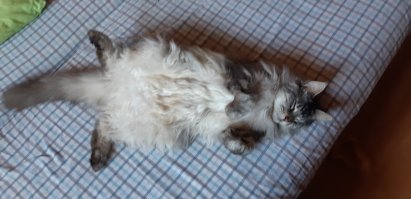 Мэйкуны - смешные маленькие тигры