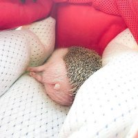 Вот такая жопа, сынок...))