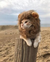 По моей аватарке сам можешь догадаться, что я не равнодушен к этим усатым-полосатым.

.