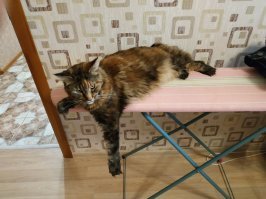 К глажке готова!